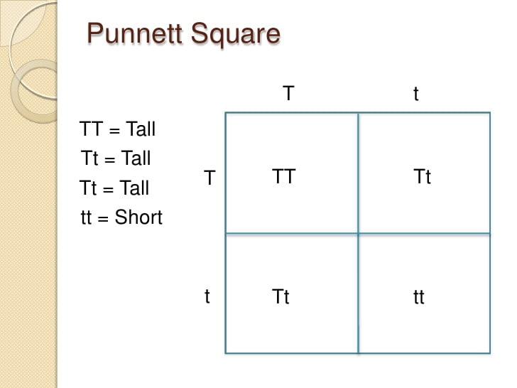 punnett square intro 1 728