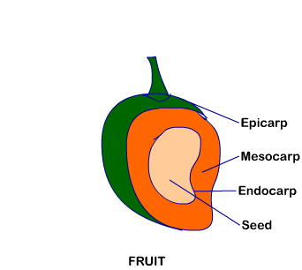 11 bio chapter 5 fig 15
