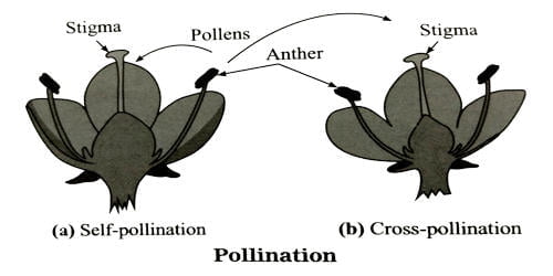 Self pollination