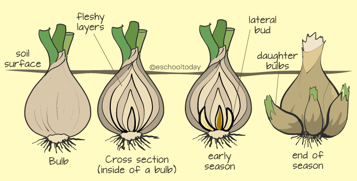 bulbs in vegetative propagation