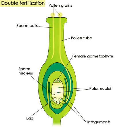 doublefertilization