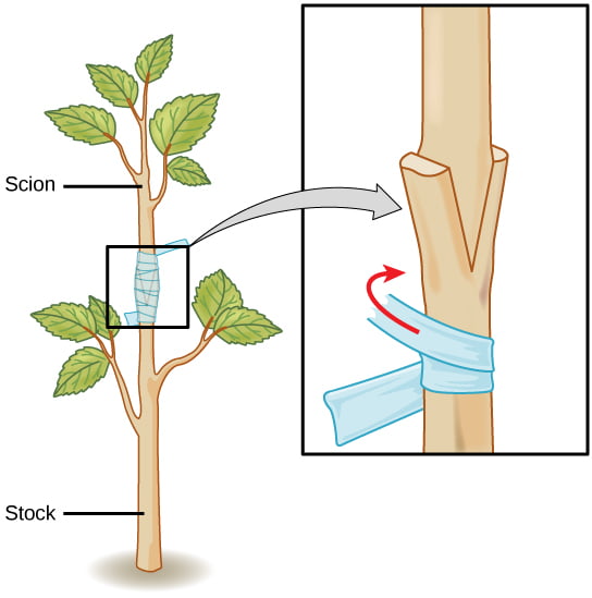 figure 32 03 03