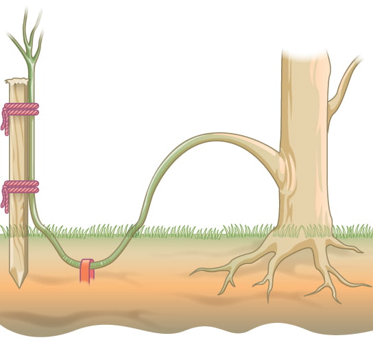 figure 32 03 04