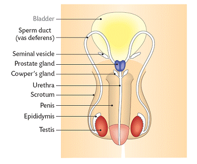male reproductive system