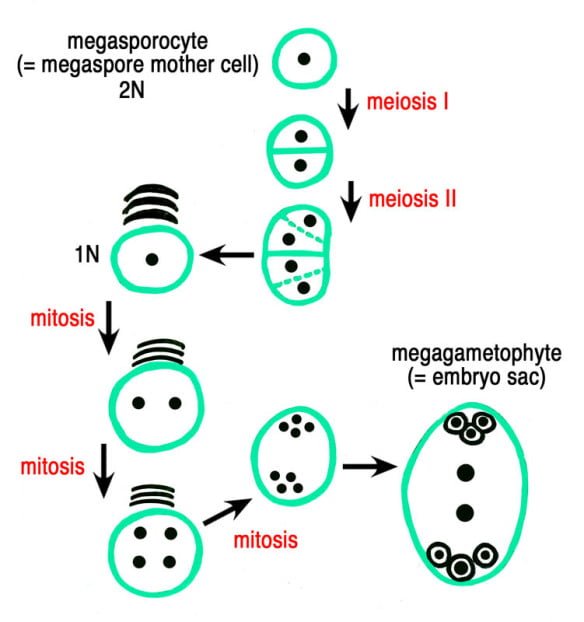 megasporogenesis1