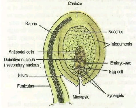 ovule 2