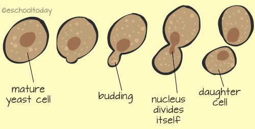 yeast cell budding in asexual reproduction
