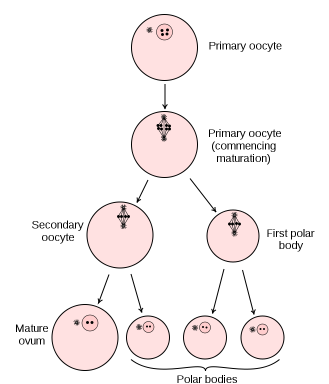 Difference Between Spermatogenesis and Oogenesis Figure 1