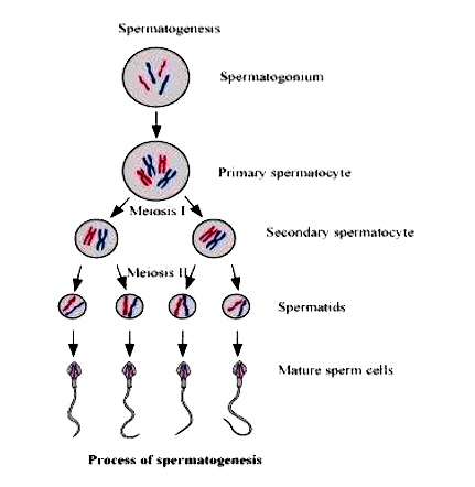 NCERT BIO XII C03 E01 016 S01