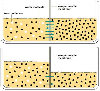 principle permeation water diffusion sugar differences membrane