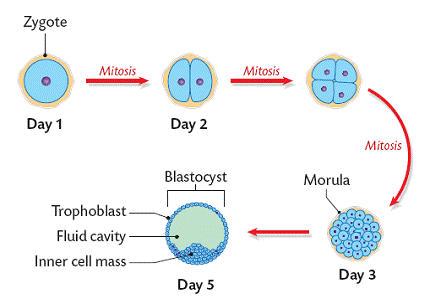 zygote development