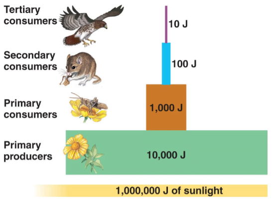 2018112 12560538 1980 energy transfer in trophic level