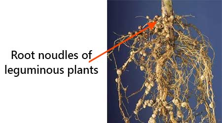 Microbes as Biofertilizers CBSE NCERT Notes for Class 8 Science 2