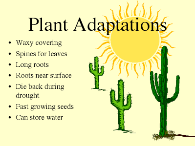 cactus adaptation