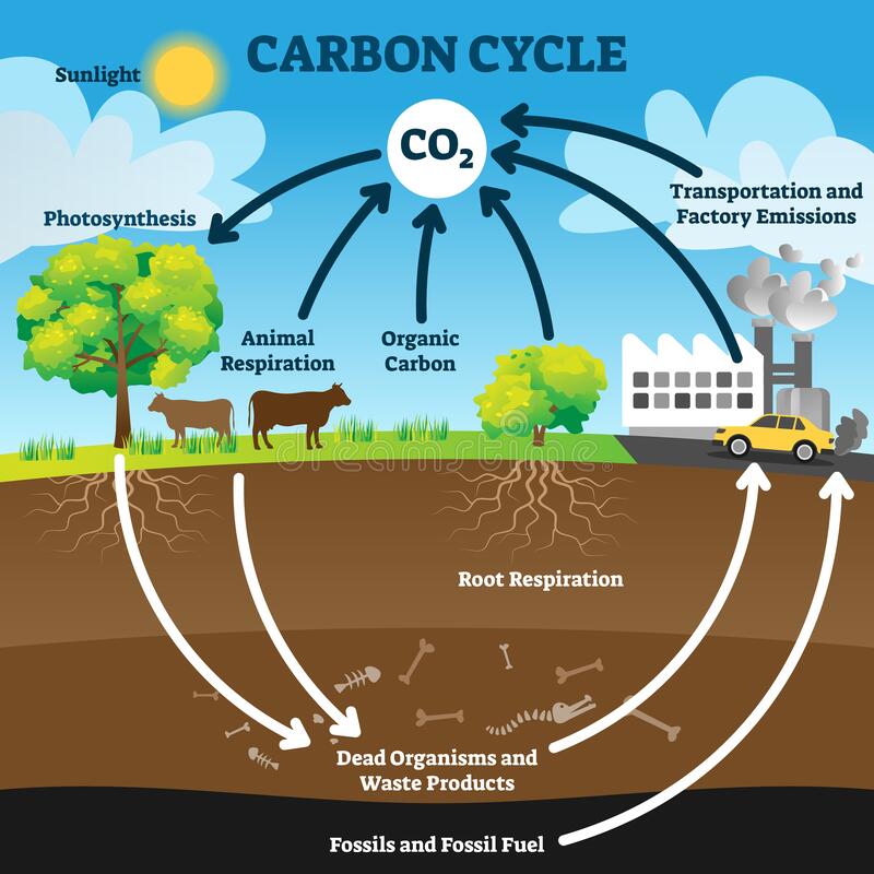 carbon cycle vector illustration labeled co biogeochemical process scheme educational exchange diagram animal respiration 178333289