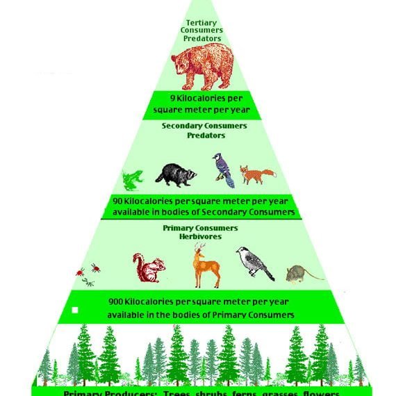 pyramid of biomass 580x570 1
