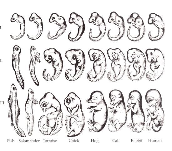 Haeckel drawings