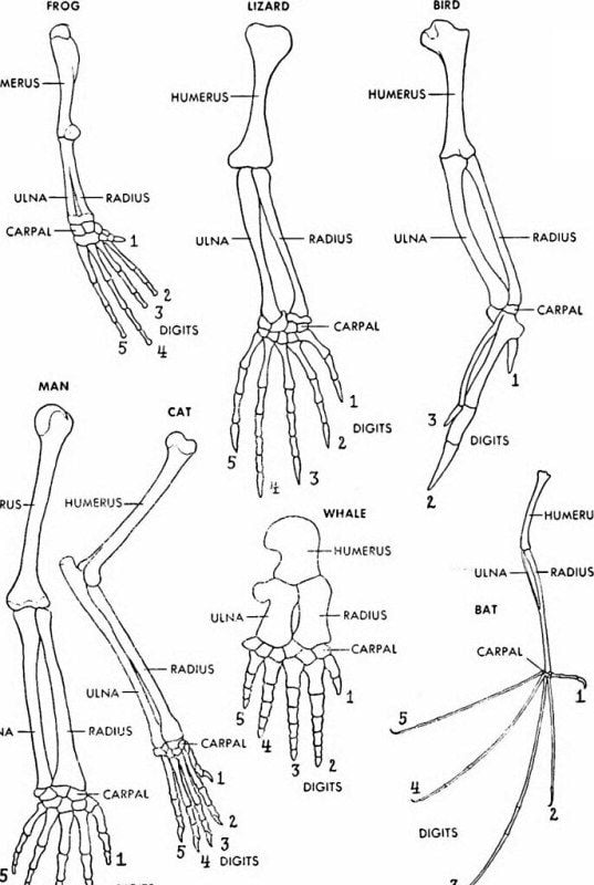 Homologous organs of vertebrates