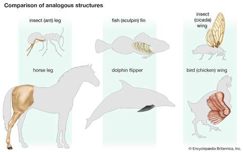 Organisms structures paths features another patterns origins