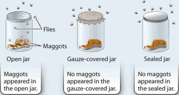 maggots2