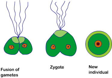 12 bio chapter 1 fig 7