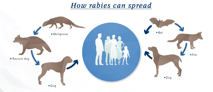 Rabies in wildlife infographic