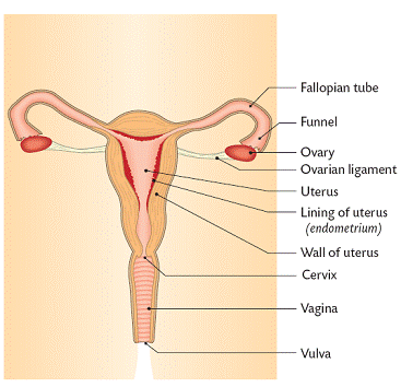 female reproductive system