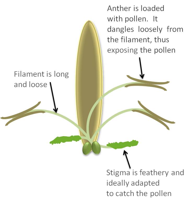 windpollinationdiagram