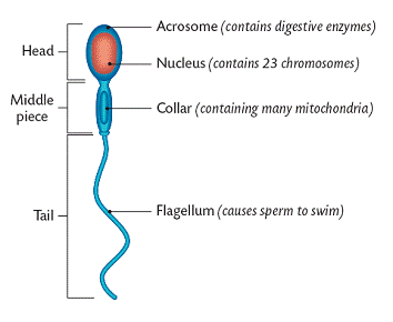 sperm cell