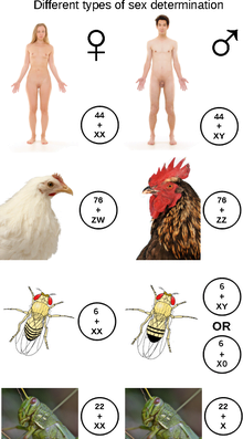 220px Types of sex determination 1