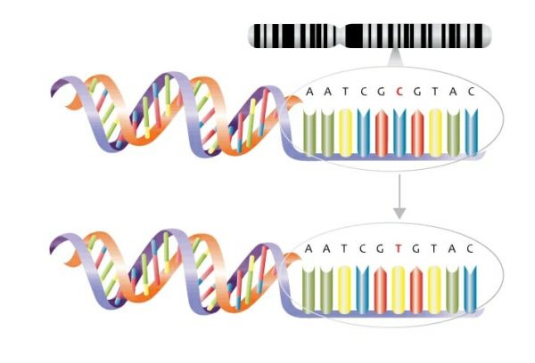 Single nucleotide polymorphism substitution mutation diagram cytosine to thymine 600x408 1