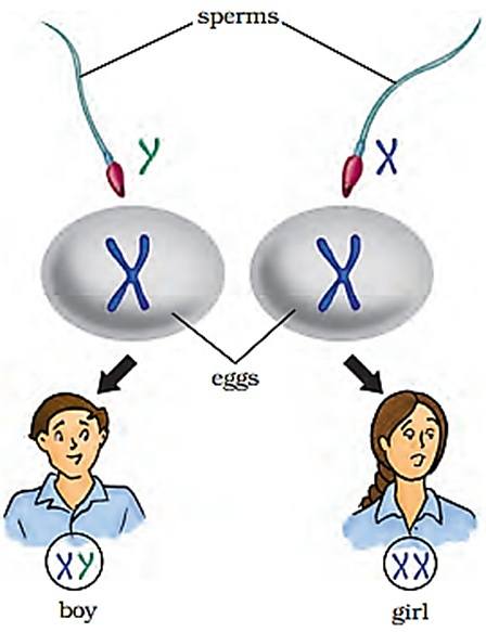 fig 10.4