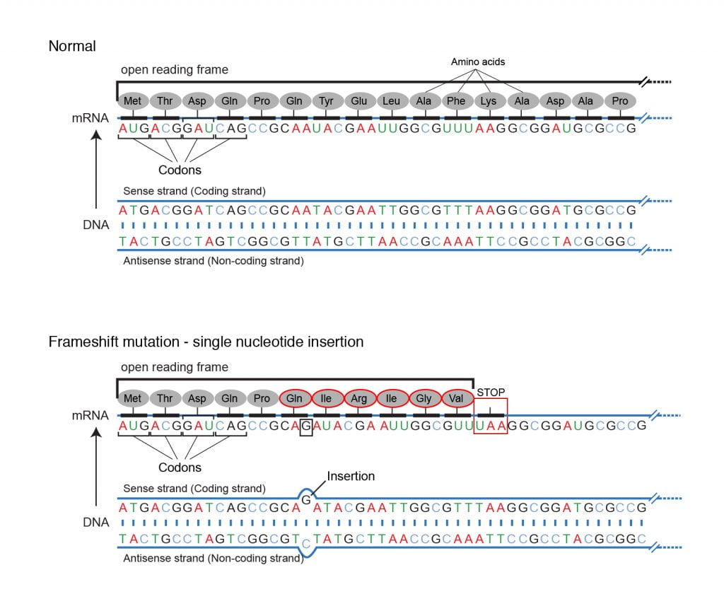 frameshift mutation