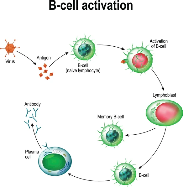 types of antigen