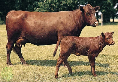 Red Poll cow calf