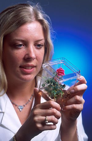 300px Rose grown from tissue culture