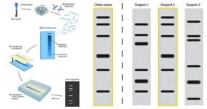 DNA फिंगरप्रिंटिंग क्या है। DNA फिंगरप्रिंटिंग के क्या उपयोग हैं।