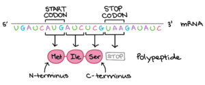 आनुवंशिक कूट या जेनेटिक कोड (Genetic Code) क्या है। तथा जेनेटिक कोड के गुण क्या क्या हैं।