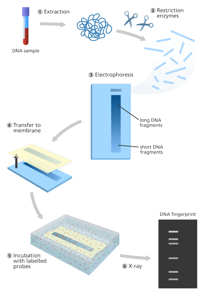 dna fingerprint yourgenome 1