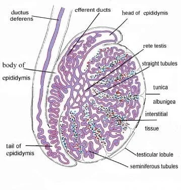 Human Testaceous Human Reproduction And Human Reproductive System | Science Vision
