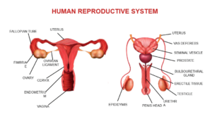 Human Reproduction and Human Reproductive System