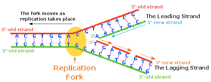 DNA replication elongation