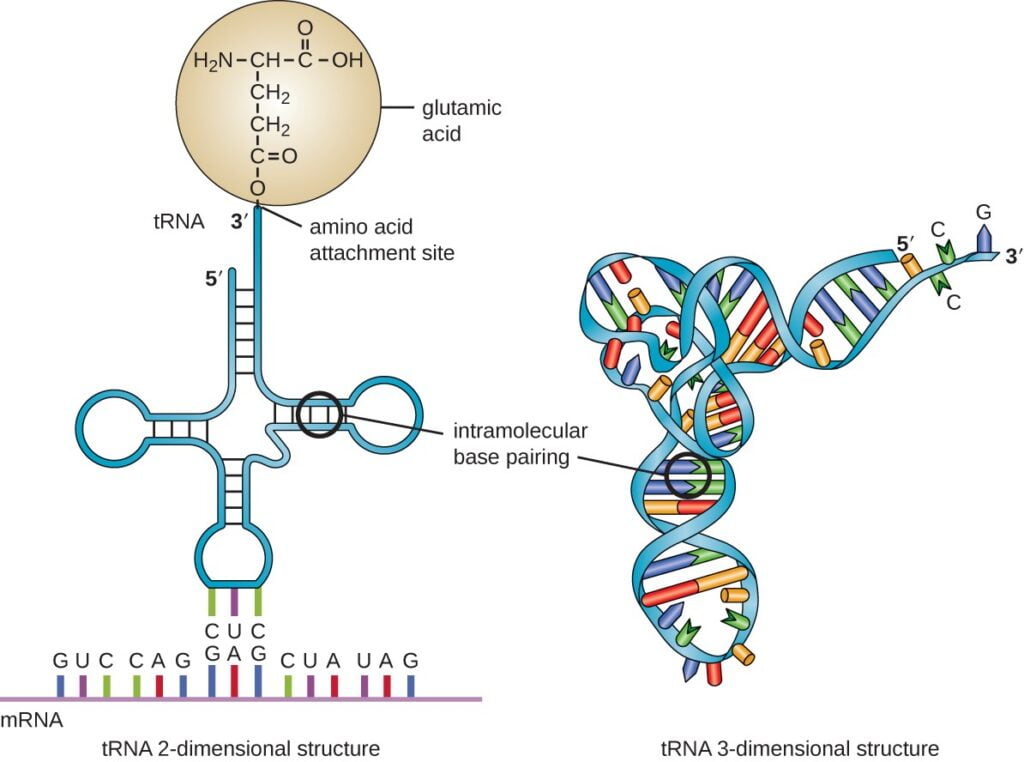 OSC Microbio 10 03 tRNA