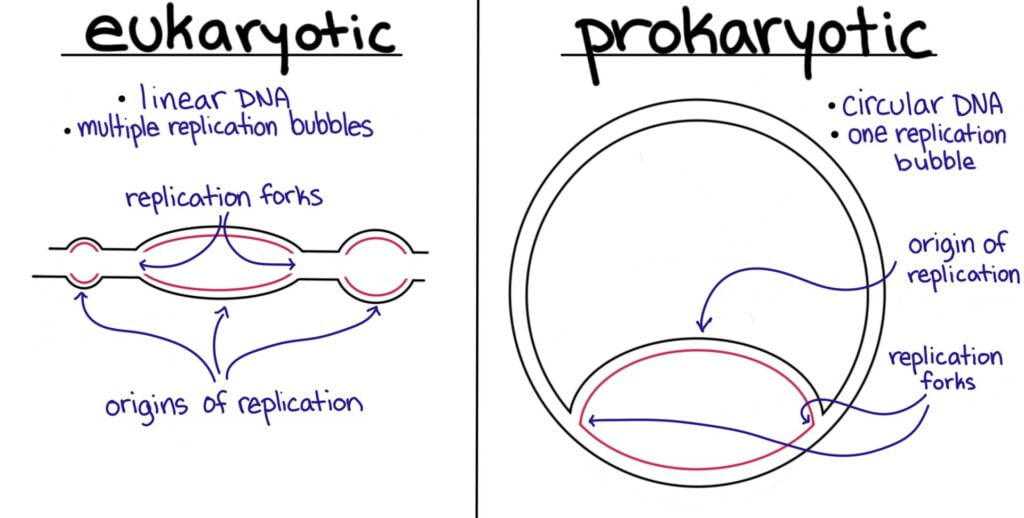 cell eukaryotic v prokaryotic dna replication