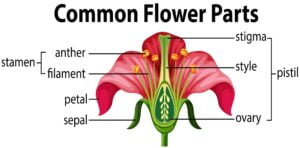 Sexual Reproduction in Flowering Plants : Structure of Flower , Pollination and Double Fertilization