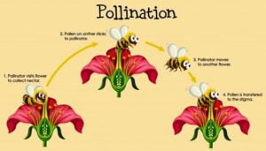 परागण (Pollination) क्या होता है। परागण कितने प्रकार के होते हैं। स्वपरागण अथवा परपरागण के लाभ और हानियां क्या क्या हैं। पुष्प की अवस्थाऐं के बारे में बताएं।