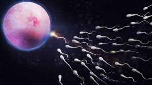 Sexual Reproduction : Stages and It’s Advantages