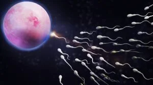 लैंगिक जनन (Sexual Reproduction) क्या है।लैंगिक जनन की अवस्थाएं तथा लाभ क्या क्या हैं।
