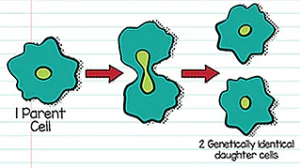 अलैंगिक जनन (Asexual Reproduction) क्या है। अलैंगिक जनन की विधियाँ तथा लाभ क्या क्या हैं।