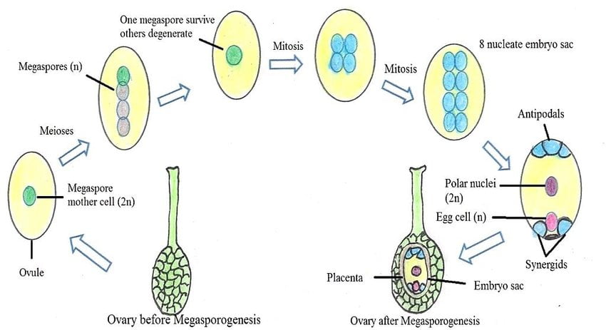 पुष्पी पादपों मे लैंगिक जनन : विस्तृत विश्लेषण 9 The process of megasporogenesis 423 Modes and mechanisms of pollination 4231